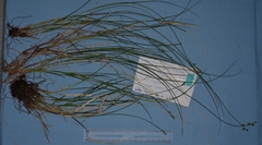 Carex laeviculmis