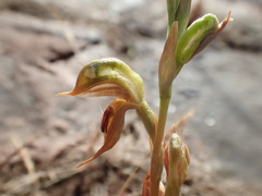 Pterostylis ferruginea