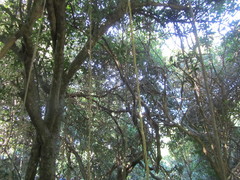 Secamone gerrardii