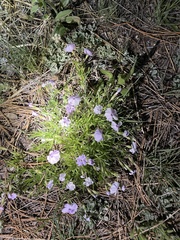 Phlox multiflora