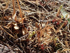 Pterostylis ferruginea