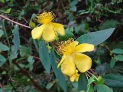 Hypericum geminiflorum