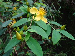 Hypericum geminiflorum
