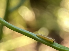 Anthocharis cardamines