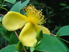 Hypericum geminiflorum
