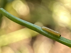 Anthocharis cardamines