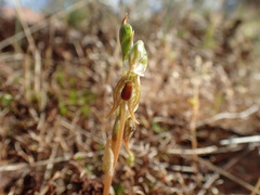 Pterostylis ferruginea