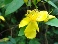 Hypericum geminiflorum