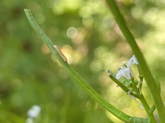 Anthocharis cardamines