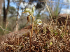 Pterostylis ferruginea