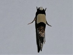 Monopis icterogastra