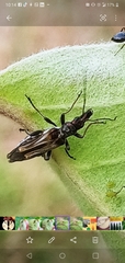 Oedemera basalis