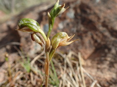Pterostylis ferruginea
