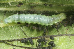 Patania ruralis