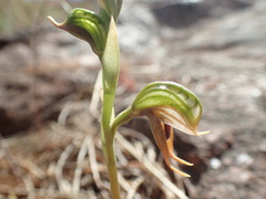 Pterostylis ferruginea
