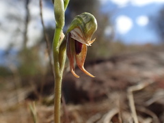 Pterostylis ferruginea