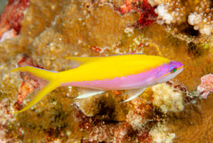 Mirolabrichthys evansi
