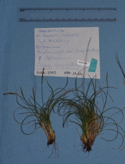 Carex circinata