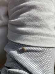 Coptotermes formosanus