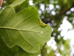 Macrodiplosis pustularis