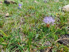 Carthamus mitissimus