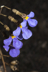 Lobelia heterophylla