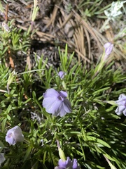 Phlox multiflora