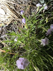 Phlox multiflora