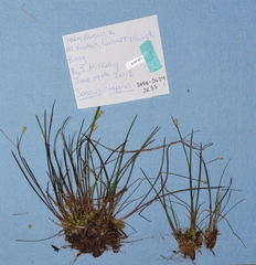 Juncus stygius