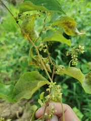 Cocculus orbiculatus