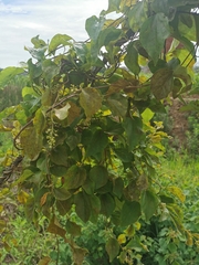 Cocculus orbiculatus
