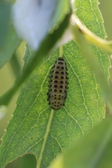 Chrysomela vigintipunctata