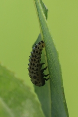 Chrysomela vigintipunctata