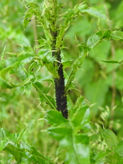 Aphis fabae cirsiiacanthoidis