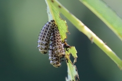 Chrysomela vigintipunctata