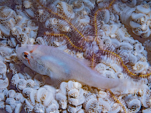 Eightspine cardinalfish (Neamia octospina) — Apogonidae — 4