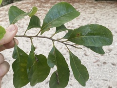 Elaeocarpaceae