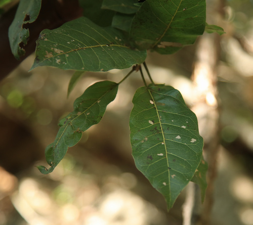 Red-leaved fig (Ficus ingens)