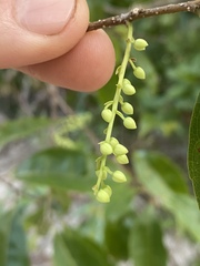 Elaeocarpaceae
