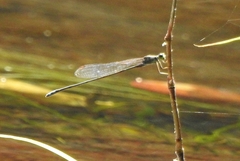 Pseudagrion indicum