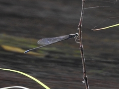 Pseudagrion indicum