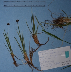 Juncus falcatus
