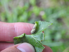 Dasineura violahirtae