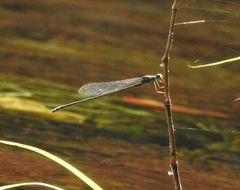 Pseudagrion indicum
