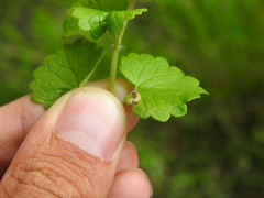 Rondaniola bursaria