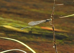 Pseudagrion indicum