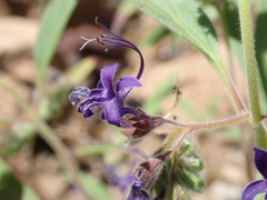 Trichostema laxum