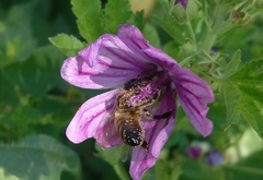 Apis mellifera