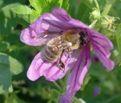 Apis mellifera