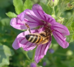 Apis mellifera